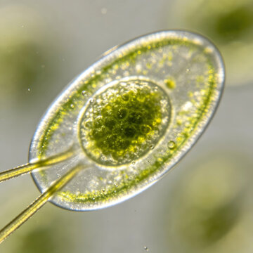 A true bright-field micrograph of the single-celled algae *Chlamydomonas reinhardtii*, showing natural chloroplasts and their pyrenoids, with two flagella clearly visible. (Wet mount, live specimen)