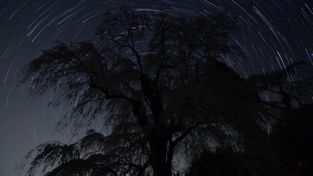 夜桜と星の光跡