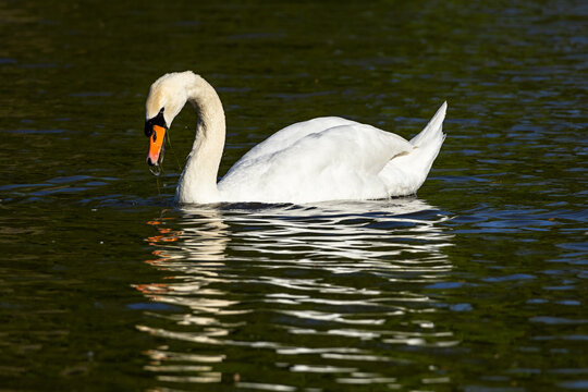 Elegant mute swan floating and foraging on calm lake water