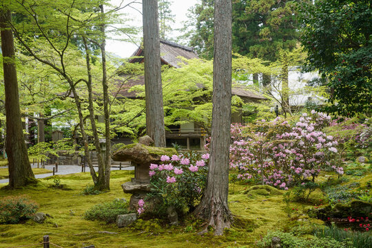 三千院のシャクナゲ