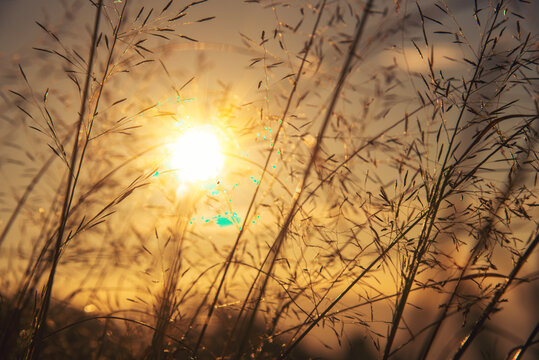 Gold grass landscape Countryside heaven amazing field scene grass meadow on sunbeam nature dawn. Sunset grass wind autumn meadow. Grass field sunset landscape with grasses meadow on sunlight
