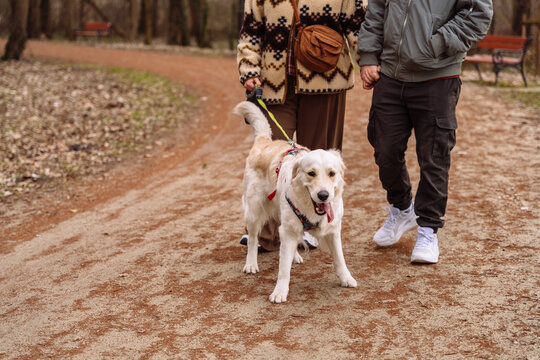 Golden retriever pulling young couple during playful walk through quiet nature park