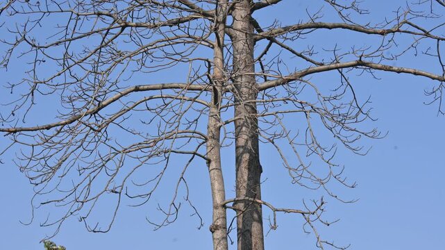 Without Leaves Bombax ceiba tree in the autumn season. Its common name is &nbsp;cotton tree, &nbsp;Malabar silk cotton tree, red silk cotton, red cotton tree, silk cotton, kapok and Ceiba pentandra.