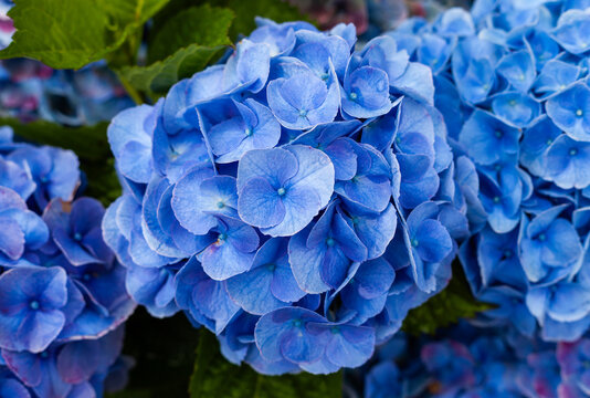 Hydrangea flowers blooming in a lush green garden. Vibrant blue petals in summer season. Sete Cidades, San Miguel Island, Azores, Portugal.