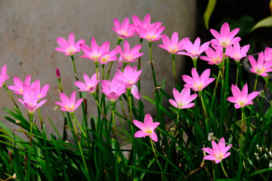Natural pink Zephyranthes minuta flowers in outdoor garden