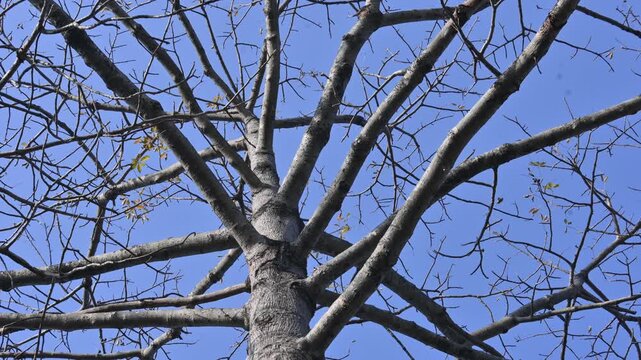 Without Leaves Bombax ceiba tree in the autumn season. Its common name is &nbsp;cotton tree, &nbsp;Malabar silk cotton tree, red silk cotton, red cotton tree, silk cotton, kapok and Ceiba pentandra.
