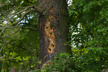 Fototapeta premium Ein alter Eichenbaum mit zahlreichen Spechtlöchern inmitten eines dichten grünen Waldes. Die natürliche Struktur des Stammes erzählt von Wildnis, Artenvielfalt und den Spuren jahrzehntelangen Lebens i