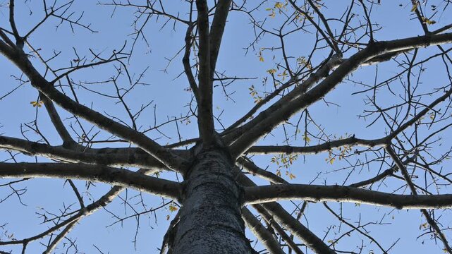 Without Leaves Bombax ceiba tree in the autumn season. Its common name is &nbsp;cotton tree, &nbsp;Malabar silk cotton tree, red silk cotton, red cotton tree, silk cotton, kapok and Ceiba pentandra.