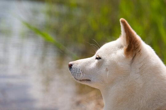 Portrait eines wei&szlig;en Hundes mit ruhigem Blick am Wasserufer. Die nat&uuml;rliche Beleuchtung sorgt f&uuml;r eine sanfte und freundliche Atmosph&auml;re.