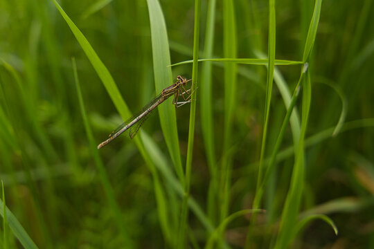 Zarte Libelle sitzt ruhig auf einem Grashalm in einer sommerlichen Wiese. Die weichen Gr&uuml;nt&ouml;ne und die geringe Tiefensch&auml;rfe erzeugen eine nat&uuml;rliche, ruhige Stimmung mit hochwertigem Makro-Look.