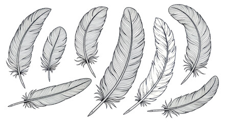 Hand-drawn Feather Collection - Vintage Sketch Style © Yunan