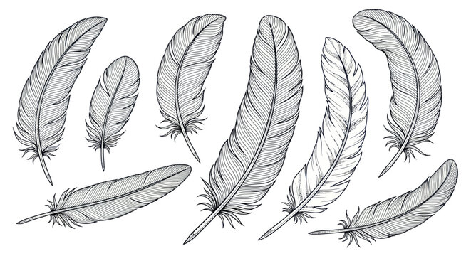 Hand-drawn Feather Collection - Vintage Sketch Style