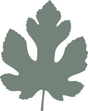 Fig leaf silhouette showcasing deep palmately lobed form vector can be editable