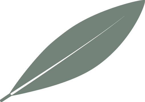 Narrow lanceolate leaf silhouette with a smooth elongated profile vector can be editable