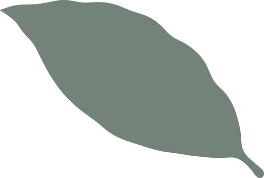 Slender lanceolate leaf silhouette representing natural growth vector can be editable