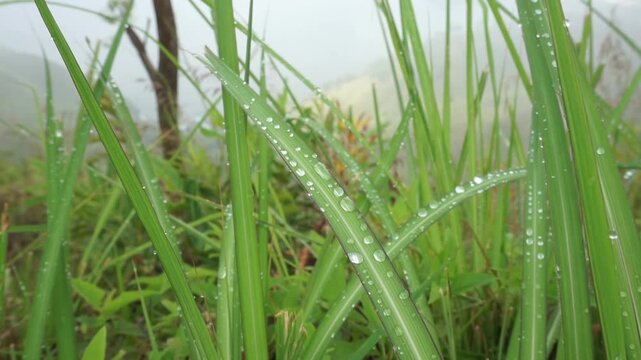 Close-up capture of lush green grass blades adorned with sparkling dew drops, reflecting the refreshing essence of a fresh morning and natural beauty