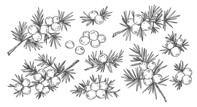 Juniper Berries Botanical Illustration Hand Drawn Vintage Sketch Set Black and White