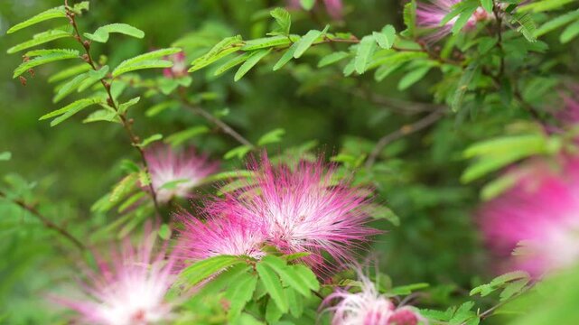 Vibrant Pink Powder Puff flowers soft focus. Fluffy stamens tipped bright pink, contrasting against dark green foliage soft background. Captures natural beauty and tranquility.