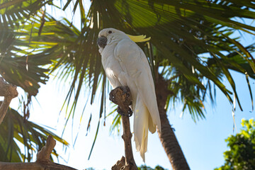 Yellow-crested cockatoo sits on a perch © Luke
