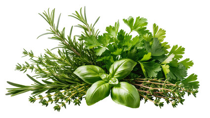 Fresh bundle of basil rosemary thyme and parsley, isolated on transparent background © Mira