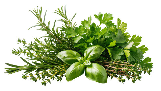 Fresh bundle of basil rosemary thyme and parsley, isolated on transparent background