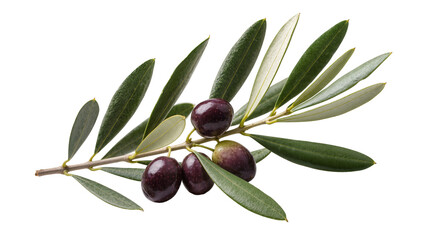 Dark purple olives with green leaves on a branch, isolated on transparent background © Mira