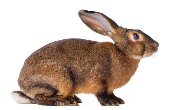 Brown rabbit with long ears sitting alertly, isolated on transparent background