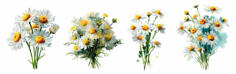 Fototapeta premium Watercolor bouquet of white daisies with yellow centers and green stems, delicate and cheerful floral arrangement on a clean background for spring or nature design