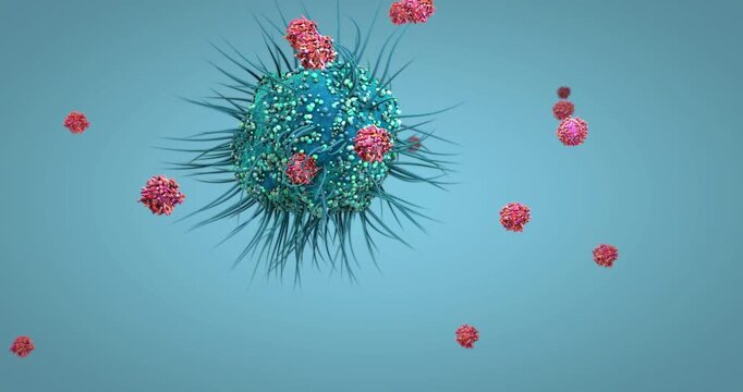 Dendritic cell of the human immune system attaching to a virus particle to present its antigen