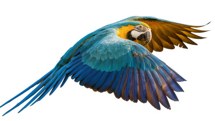 Blue and yellow macaw parrot in flight, isolated on transparent background © Noah