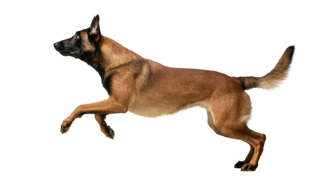 Agile Belgian Malinois dog running, isolated on transparent background