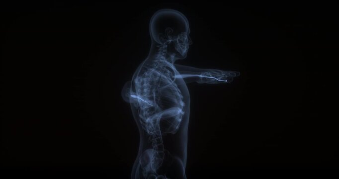 Flexor pollicis longus muscle in human body. X Ray. Loop