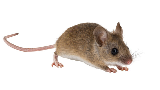 Small brown field mouse with long tail, isolated on transparent background