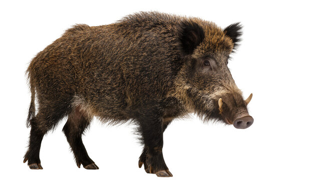 Wild boar with tusks and coarse fur, isolated on transparent background