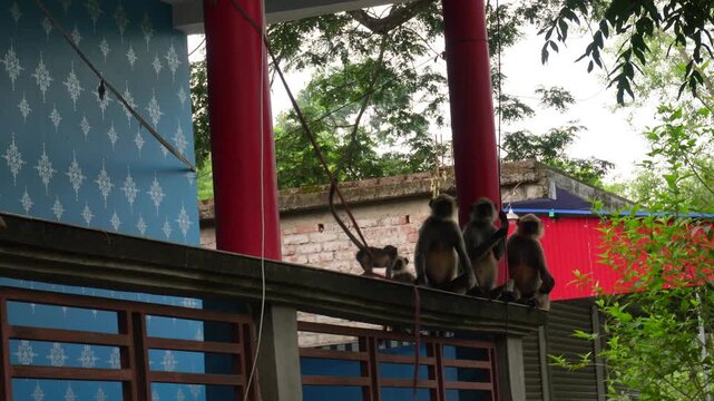 silver leaf monkeys resting beside vibrant red pillar