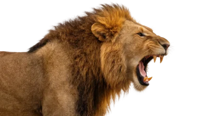 Fotobehang Leeuw Majestic male lion roaring with open mouth and sharp teeth, isolated on transparent background  © Noah