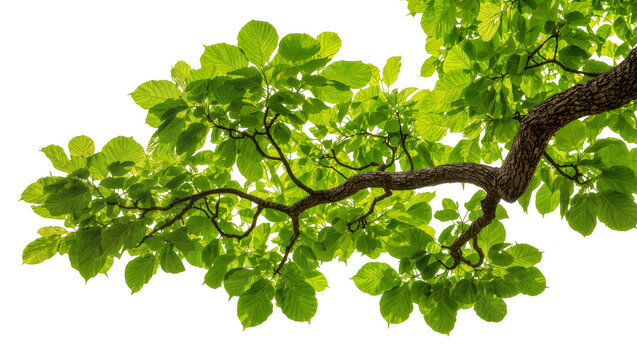 Thick brown tree branch with lush green leaves, isolated on transparent background