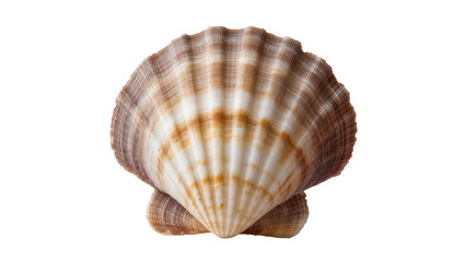 Natural brown and white striped scallop seashell, isolated on transparent background © Marta