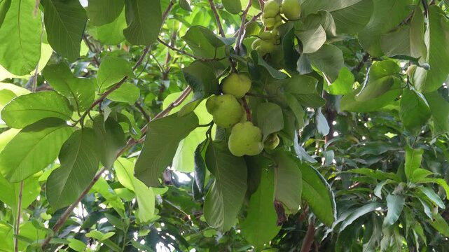 Monkey jack fruit in tropical nature