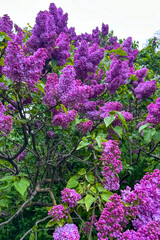Obraz premium Vibrant lilac flowers bloom on a sunny day in a garden setting with green leaves surrounding them