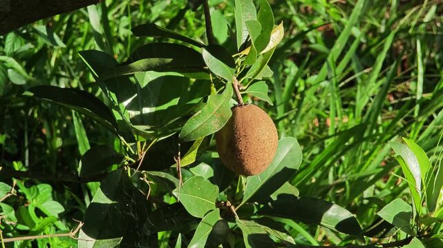 Sapodilla fruits in the garden.