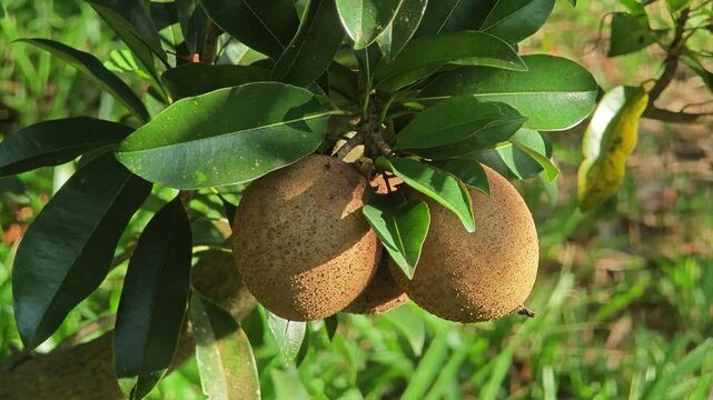 Sapodilla fruits in the garden.