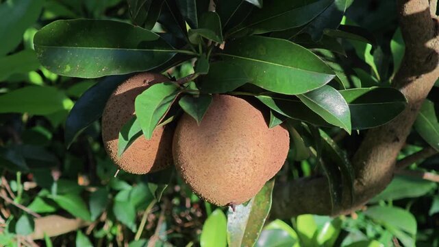 Sapodilla fruits in the garden.