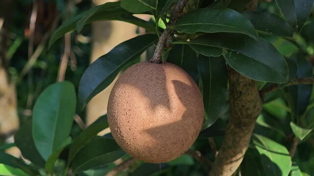 Sapodilla fruits in the garden.