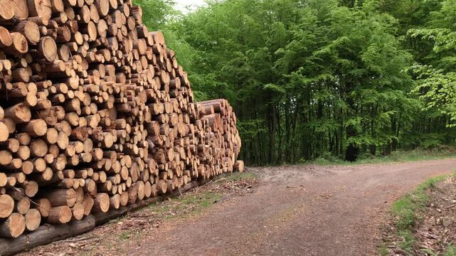 Pile of felled trees or stack of cut logs in a german forest, deforestation logging industry in the woodlands in Germany, Europe 