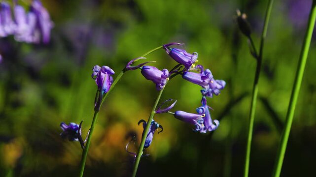 Closeup of Bluebells Swaying Gently in Moore Abbey Woods With Soft Forest Bokeh Background