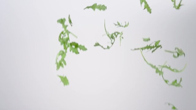 Fresh green Arugula raining down on a white backdrop in slow motion close up macro.