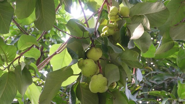 Monkey jack fruit growing on tropical tree