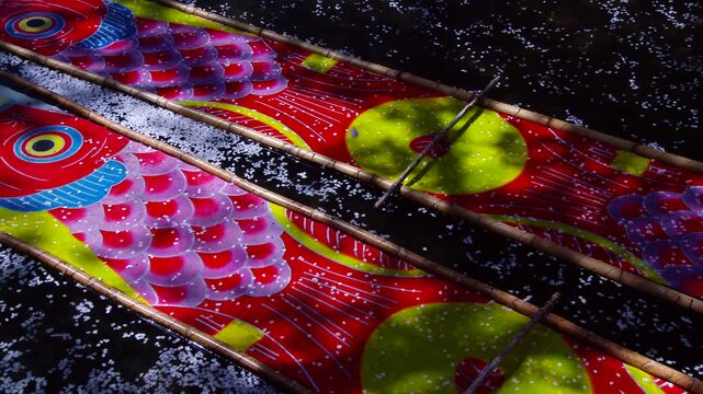 五条川のんぼり洗いの鯉のぼりと花筏