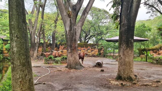Majestic Ankole-Watusi Cattle with Giant Horns Feeding in a Forest Habitat, African Wildlife